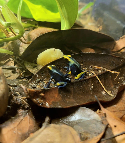 Dendrobates Tinctorius Peacock Dart Frogs