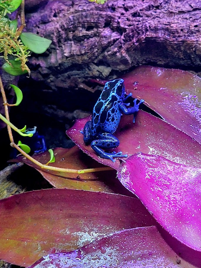 Dendrobates Tinctorius Blue Sipaliwini Dart Frog