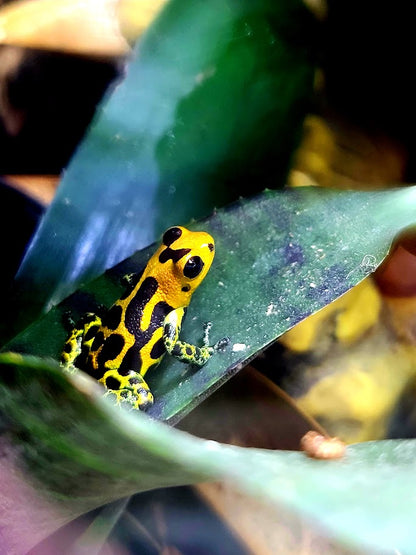 Ranitomeya Imitator Chazuta Dart Frogs