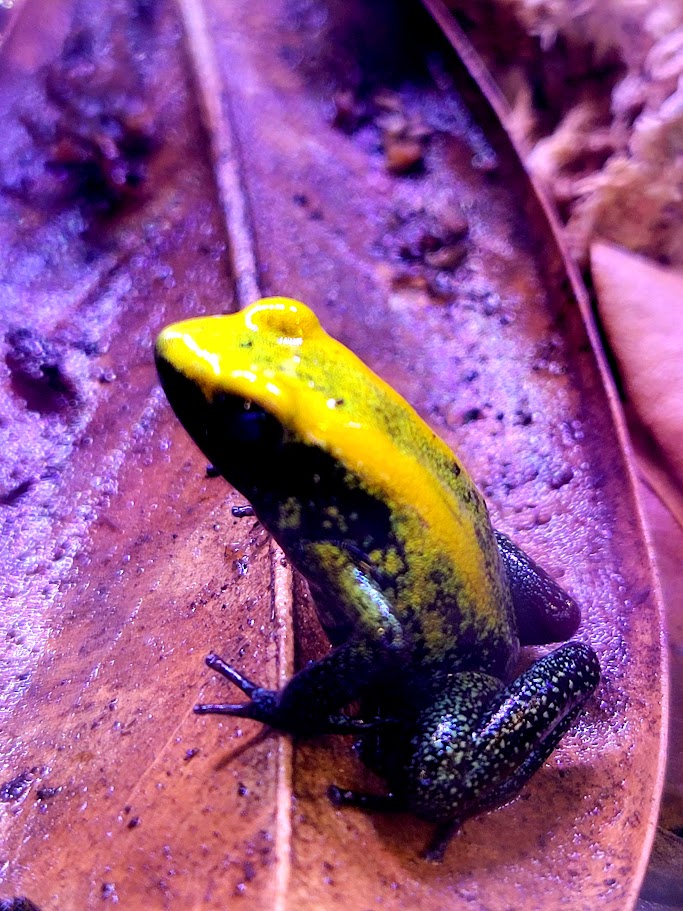 Phyllobates Aruba Bicolor Dart Frog