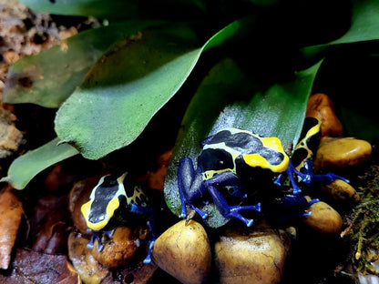 Dendrobates Tinctorius Cobalt Dart Frogs