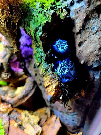 Dendrobates Tinctorius Azureus Dart Frogs