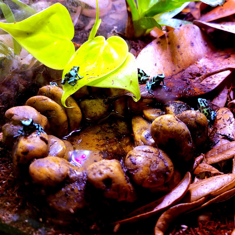 Dendrobates Auratus Green & Black Costa Rican Dart Frogs