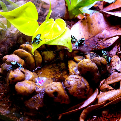 Dendrobates Auratus Green & Black Costa Rican Dart Frogs