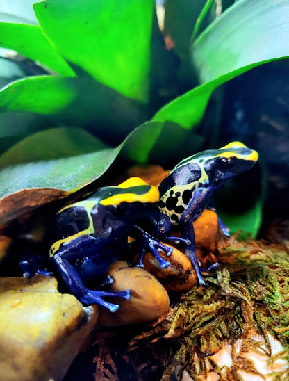 Dendrobates Tinctorius Cobalt Dart Frogs