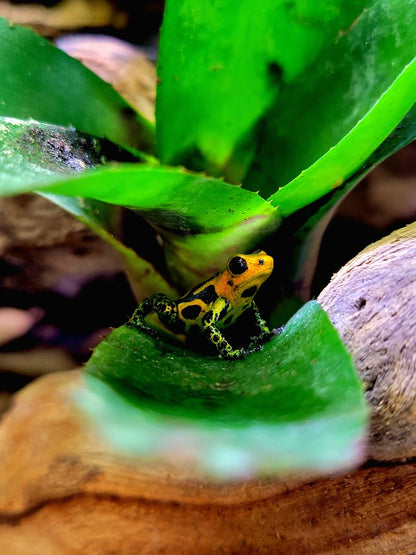 Ranitomeya Imitator Chazuta Dart Frogs