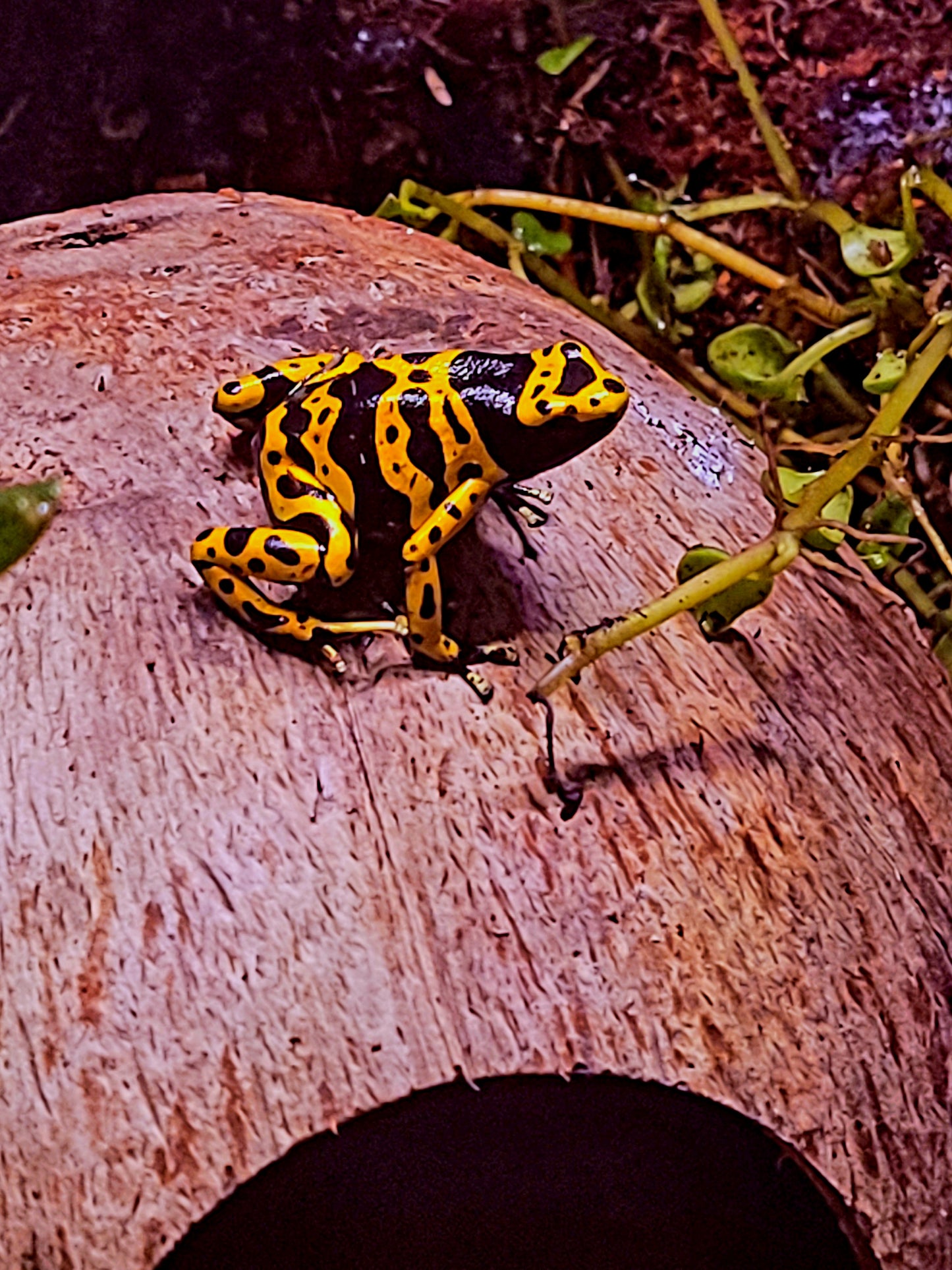 Fine Spot Leucomelas Dart Frog (Dendrobates leucomelas) - The Bumblebee Frog (Captive Bred)