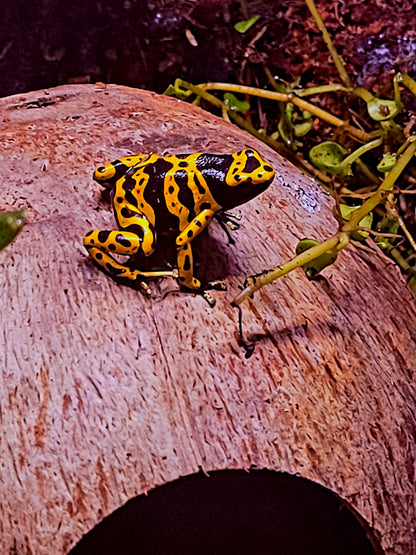 Fine Spot Leucomelas Dart Frog (Dendrobates leucomelas) - The Bumblebee Frog (Captive Bred)