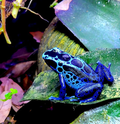 Dendrobates Tinctorius Blue Sipaliwini Dart Frog