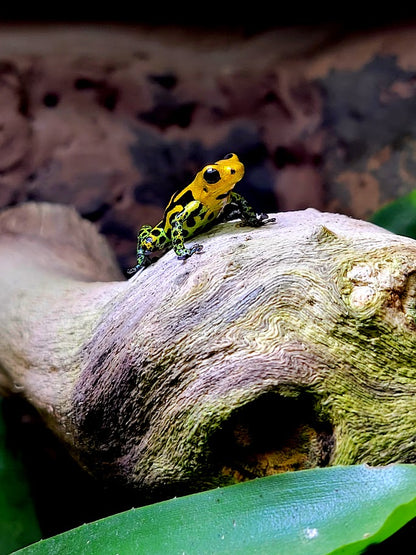 Ranitomeya Imitator Chazuta Dart Frogs