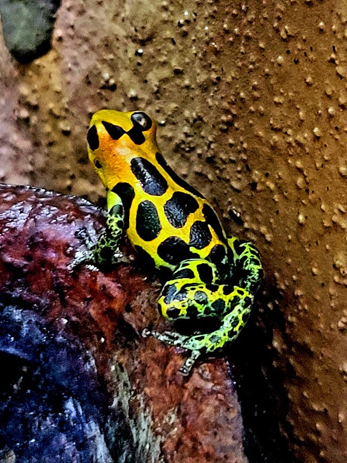 Ranitomeya Imitator Chazuta Dart Frogs