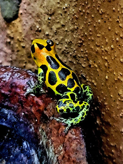 Ranitomeya Imitator Chazuta Dart Frogs