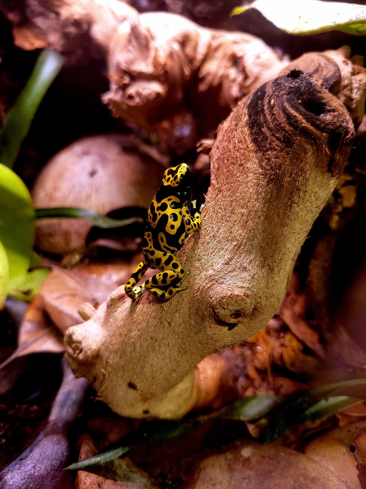 Fine Spot Leucomelas Dart Frog (Dendrobates leucomelas) - The Bumblebee Frog (Captive Bred)