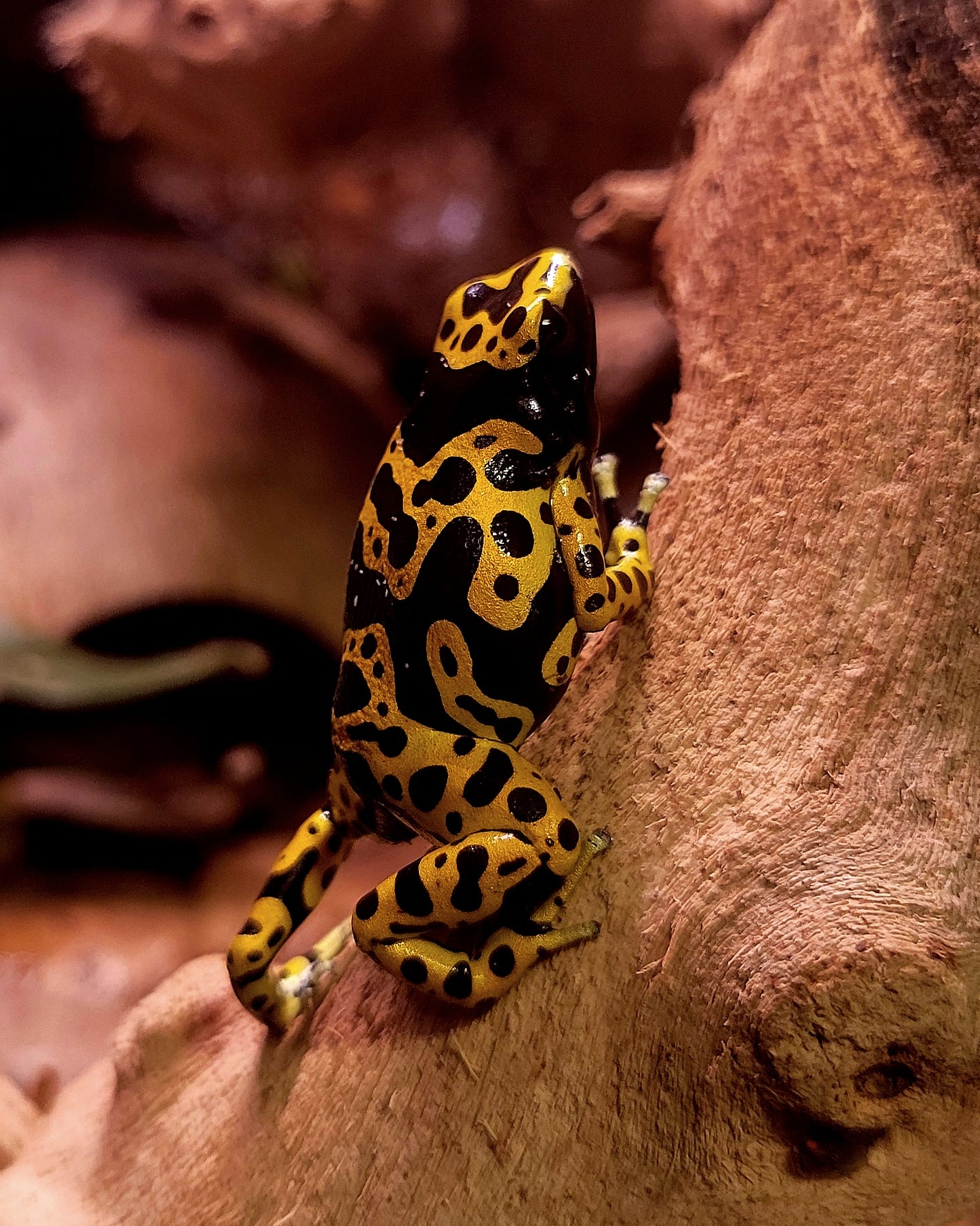 Fine Spot Leucomelas Dart Frog (Dendrobates leucomelas) - The Bumblebee Frog (Captive Bred)