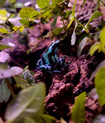 Dendrobates Auratus Green & Black Costa Rican Dart Frogs