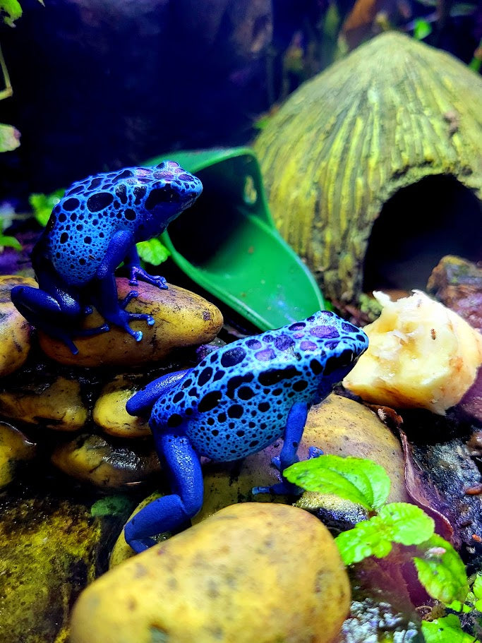 Dendrobates Tinctorius Azureus Dart Frogs