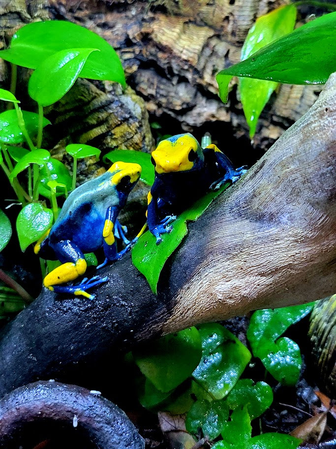 Dendrobates Tinctorius Peacock Dart Frogs