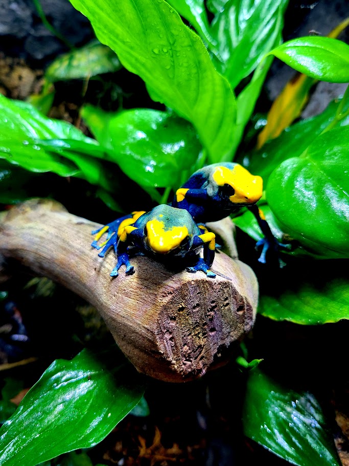 Dendrobates Tinctorius Peacock Dart Frogs