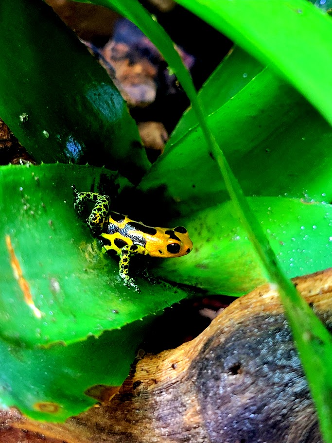 Ranitomeya Imitator Chazuta Dart Frogs