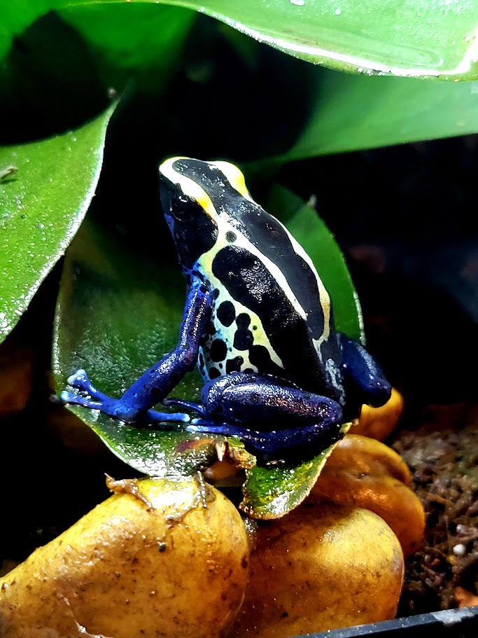 Dendrobates Tinctorius Cobalt Dart Frogs