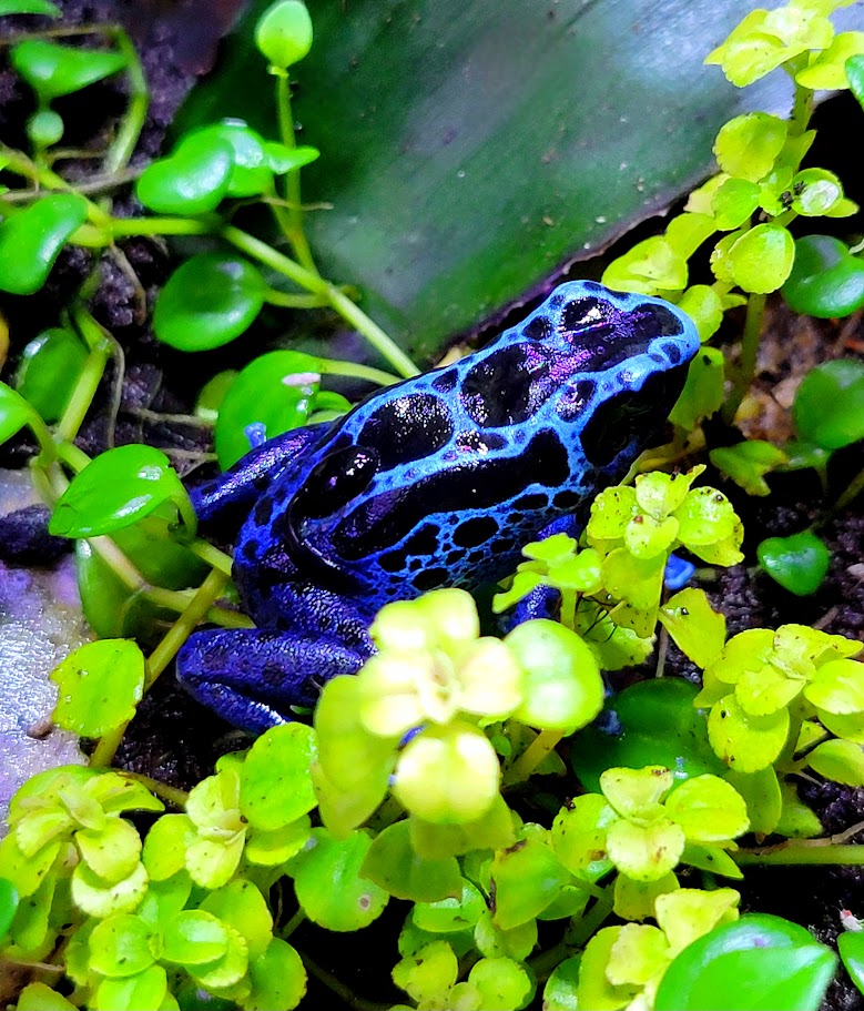 Dendrobates Tinctorius Blue Sipaliwini Dart Frog