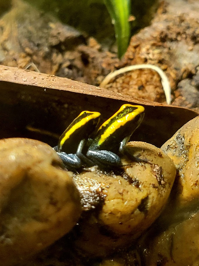 Phyllobates Aruba Bicolor Dart Frog