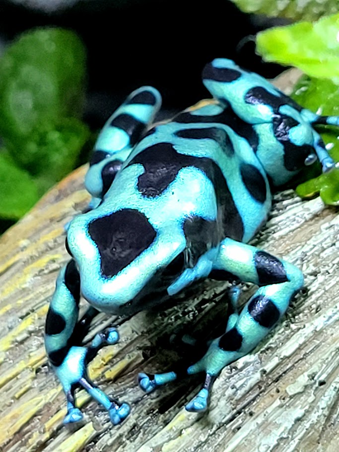 Dendrobates Auratus Green & Black Costa Rican Dart Frogs