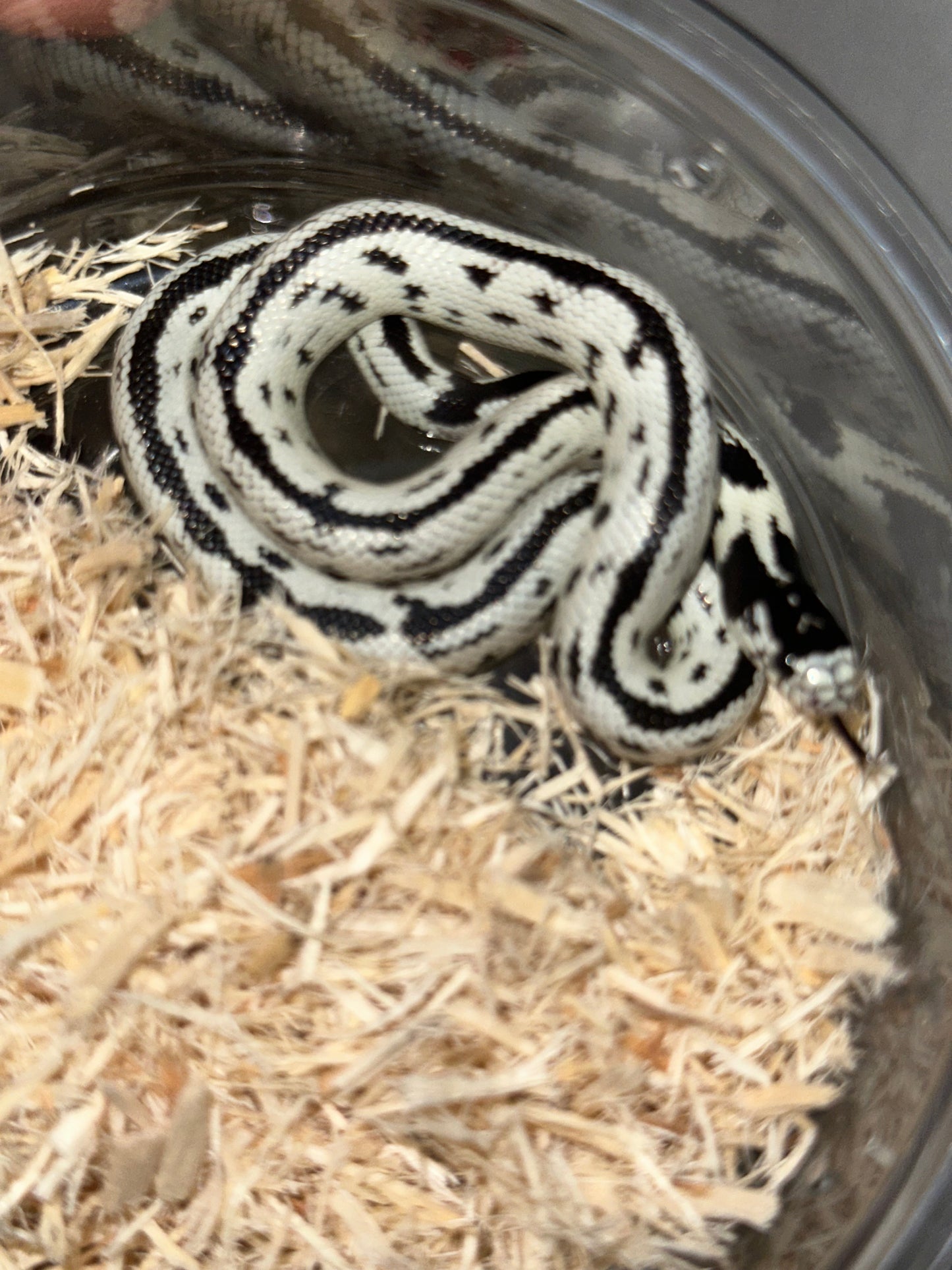 Hi-White California Kingsnake