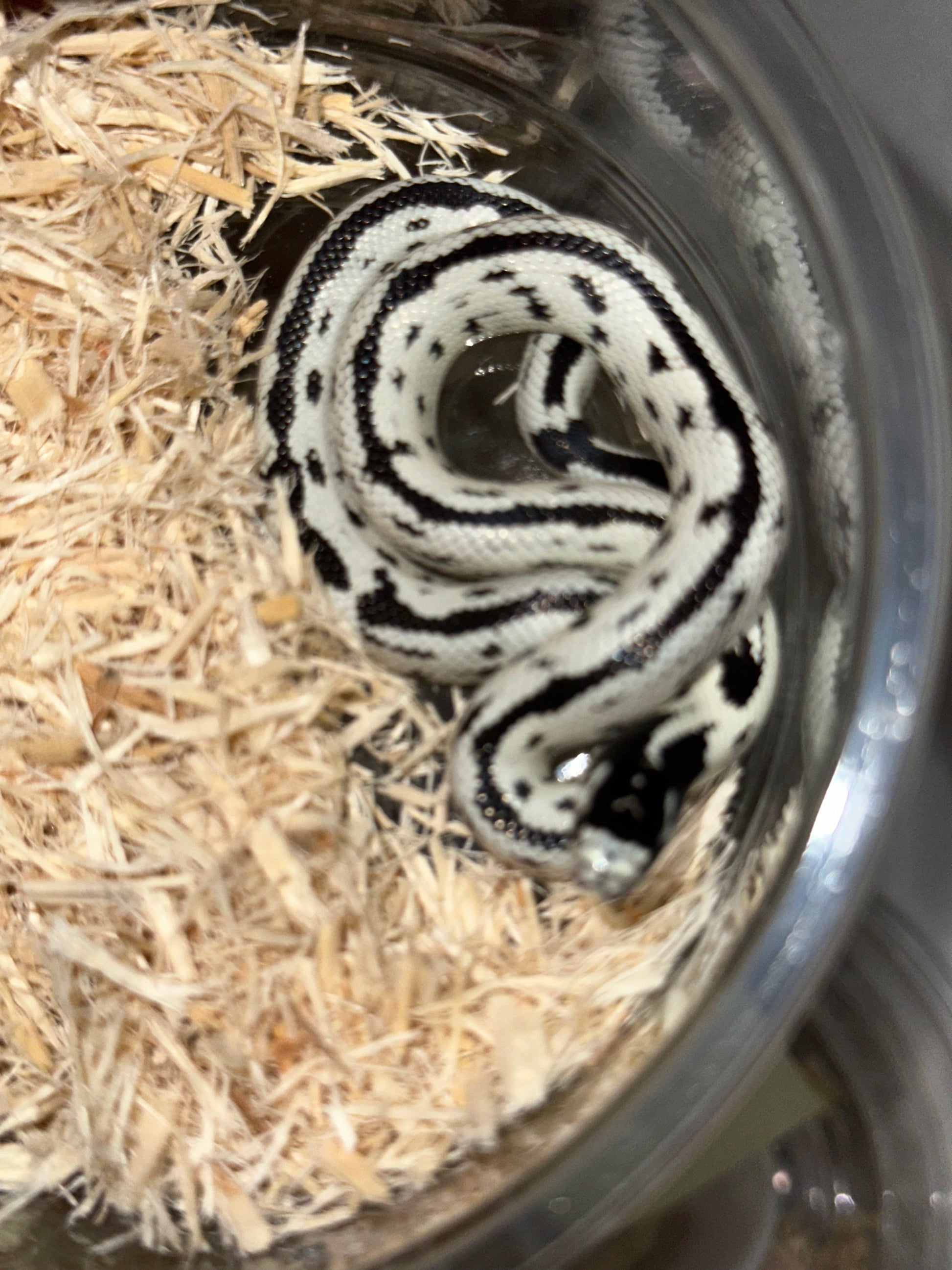 Hi-White California Kingsnake