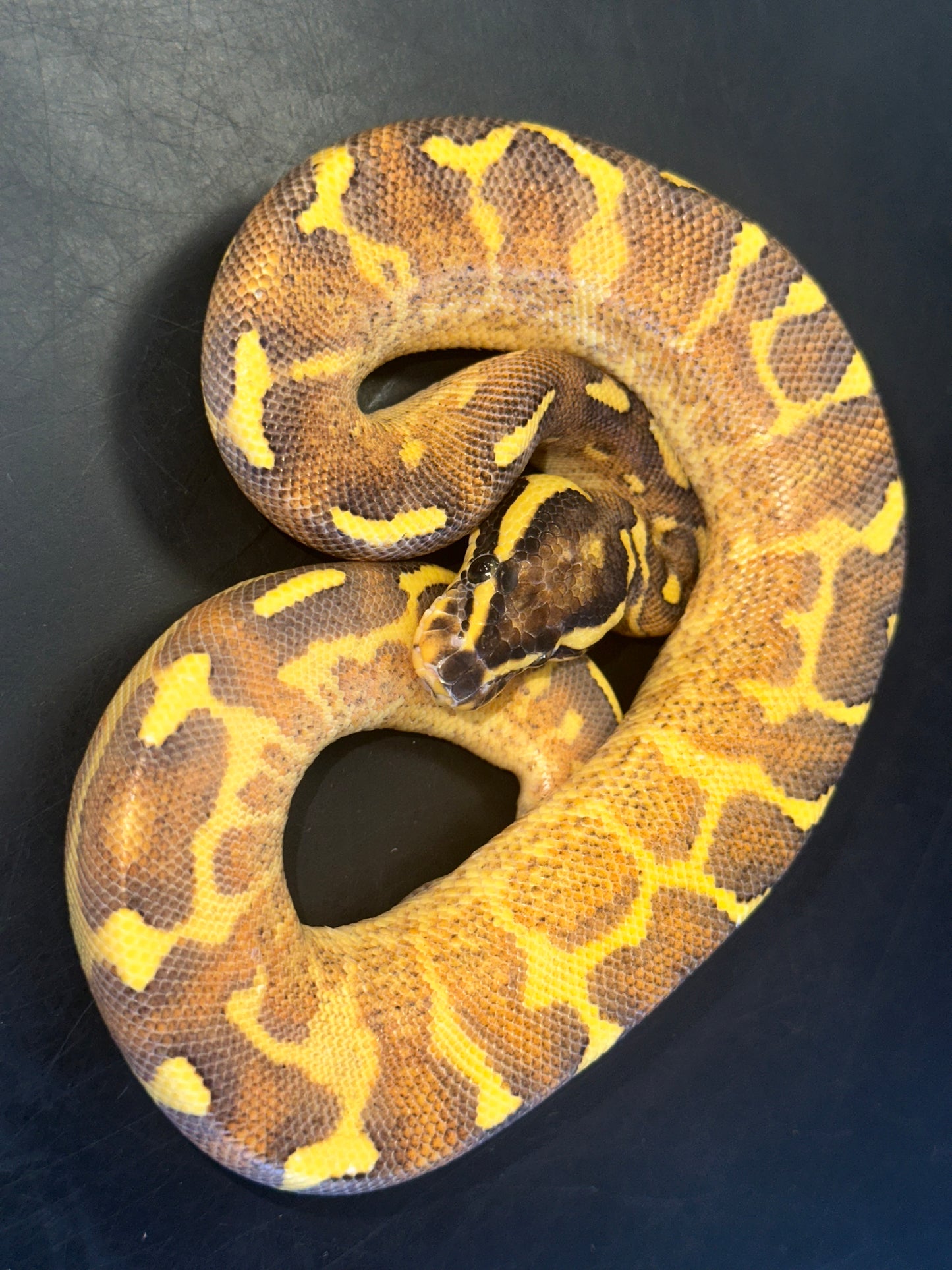 Enchi Freeway Ball Python