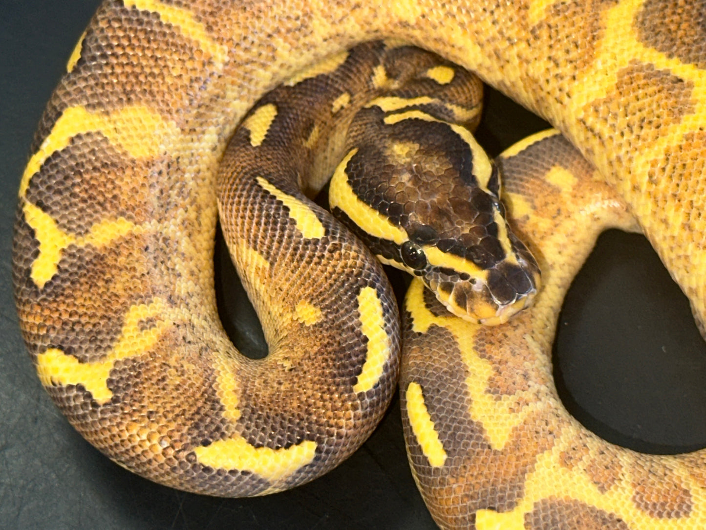 Enchi Freeway Ball Python