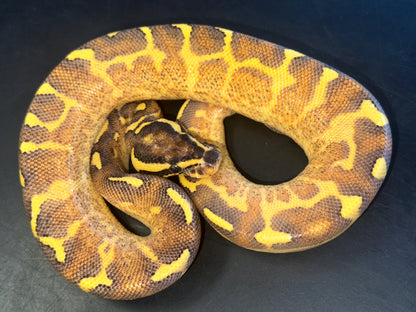 Enchi Freeway Ball Python