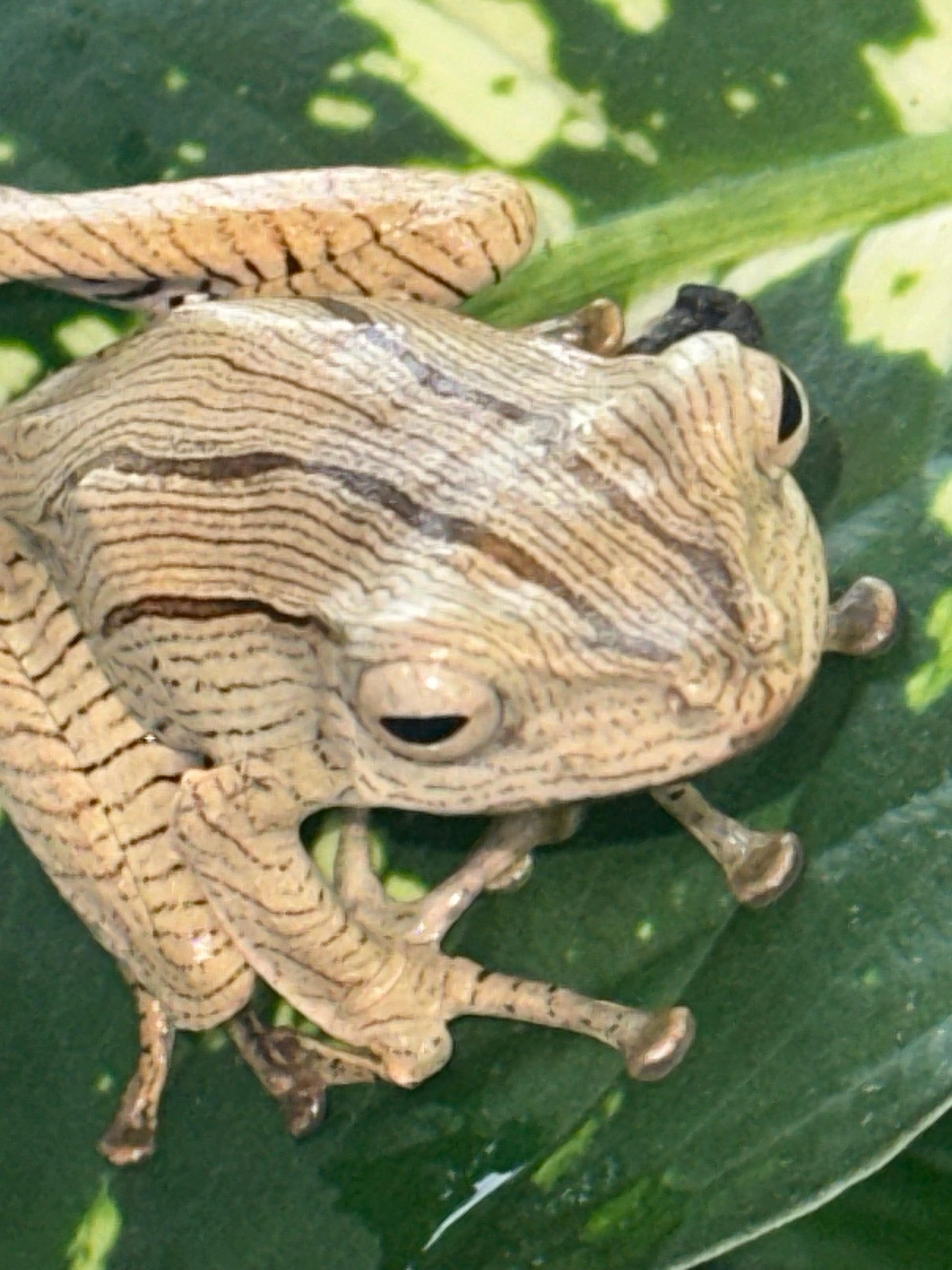 Borneo eared frogs - Other Tree Frogs