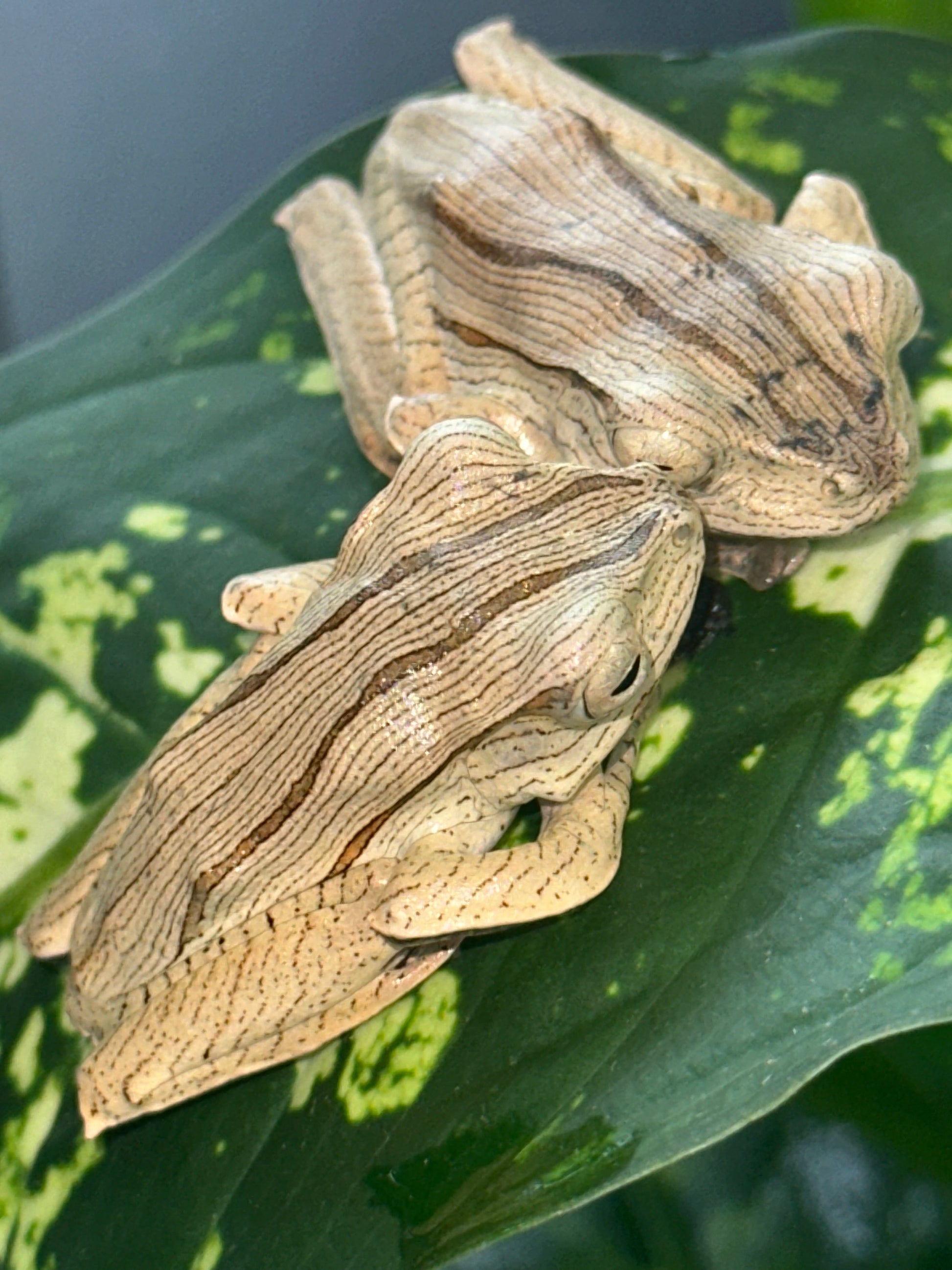 Borneo eared frogs - Other Tree Frogs