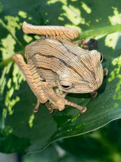 Borneo eared frogs - Other Tree Frogs
