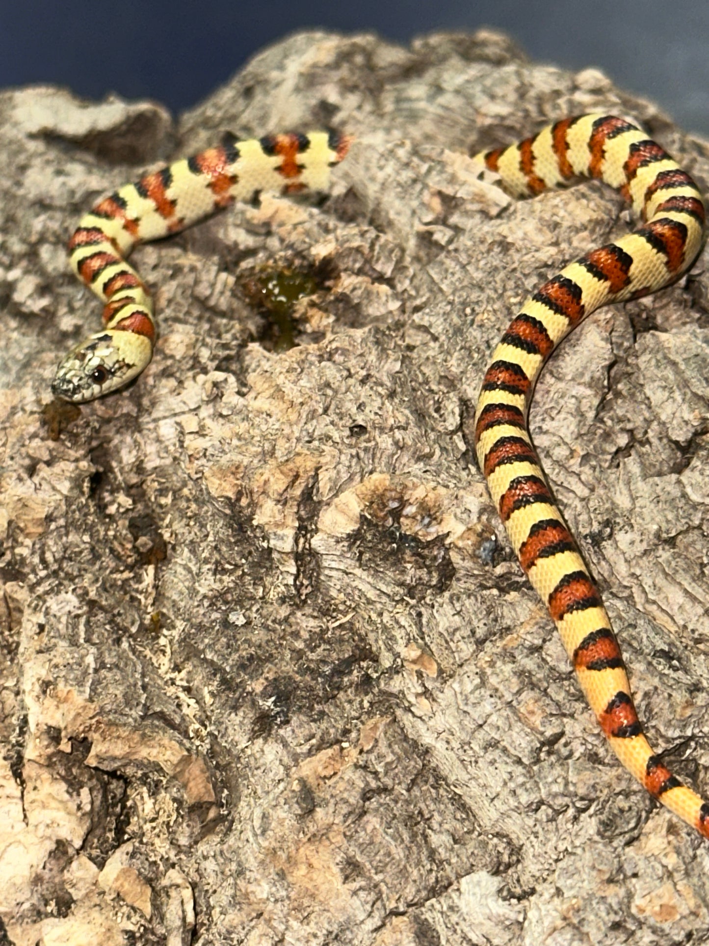 Leonis Phase Nuevo Leon Kingsnake