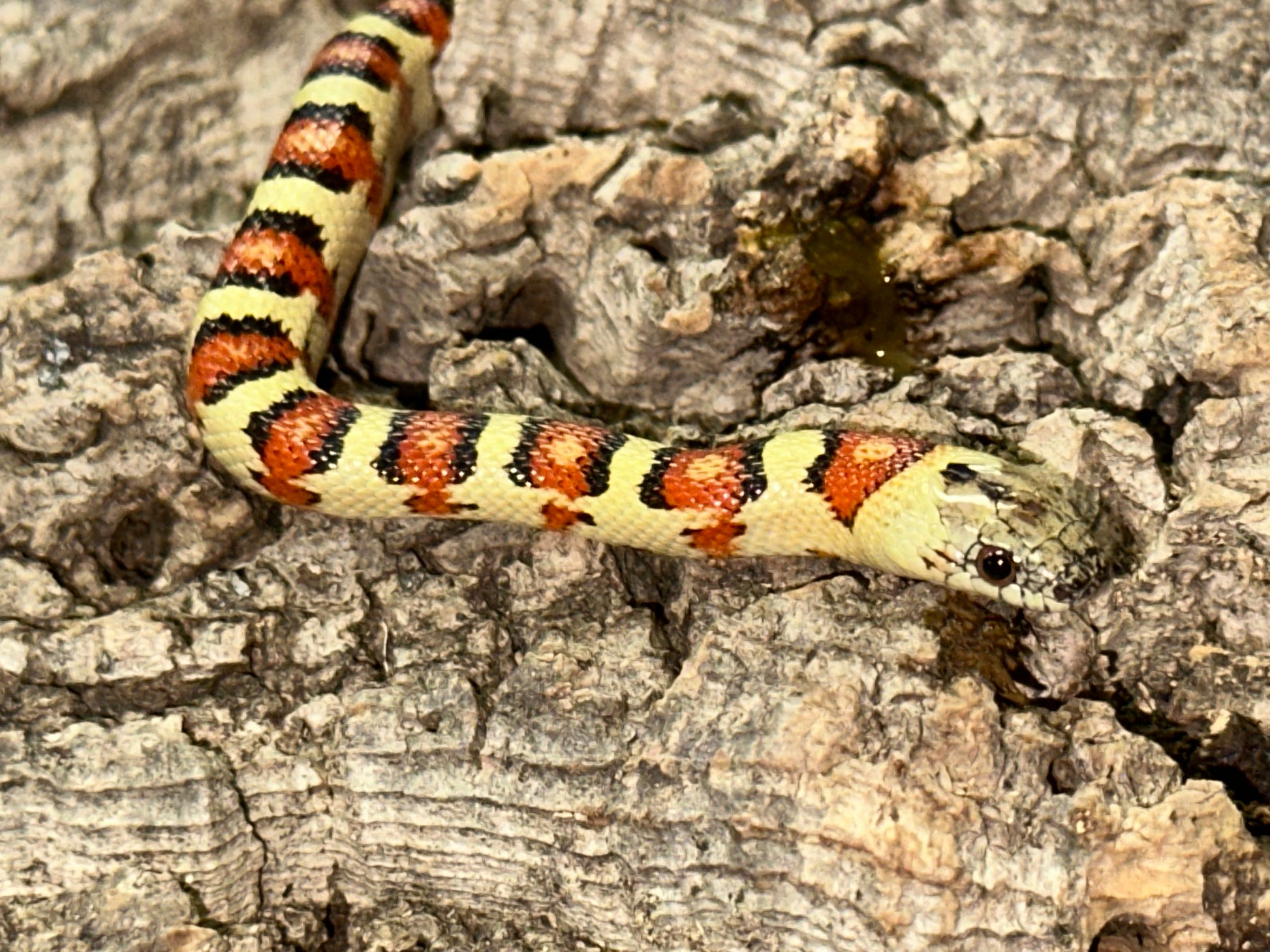 Leonis Phase Nuevo Leon Kingsnake
