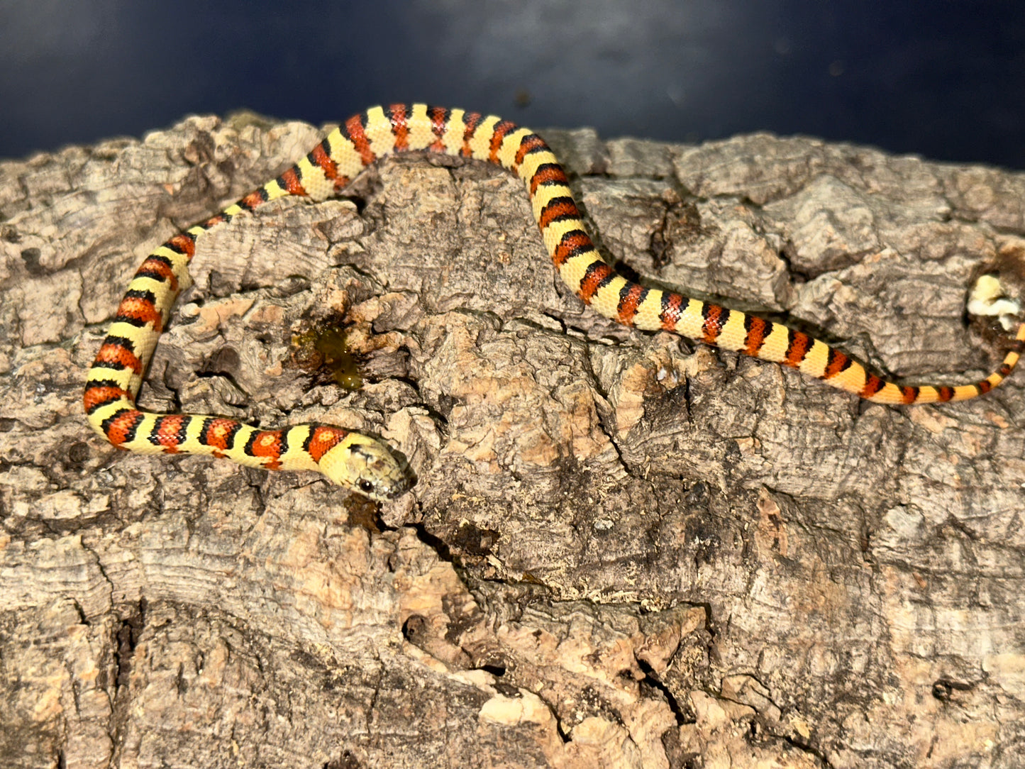 Leonis Phase Nuevo Leon Kingsnake