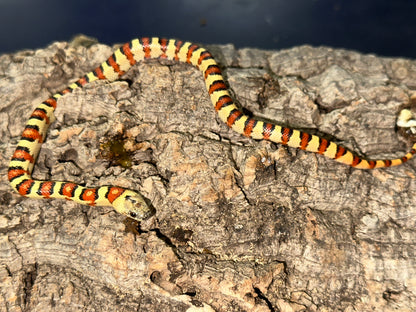 Leonis Phase Nuevo Leon Kingsnake