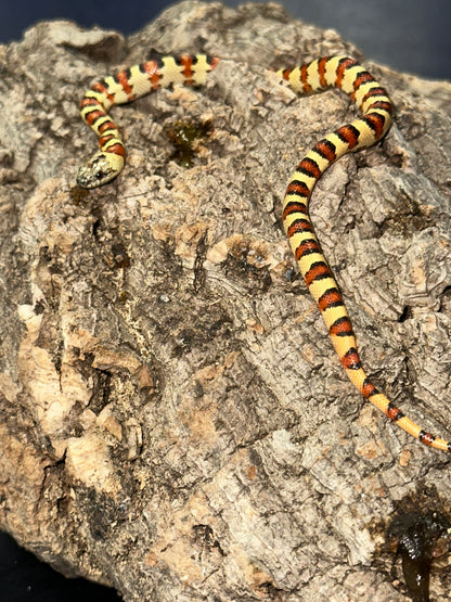 Leonis Phase Nuevo Leon Kingsnake