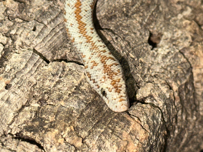 Borrego Rosy Boa