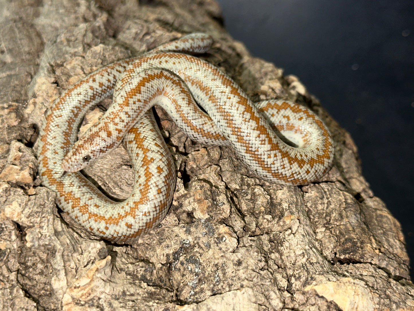 Borrego Rosy Boa