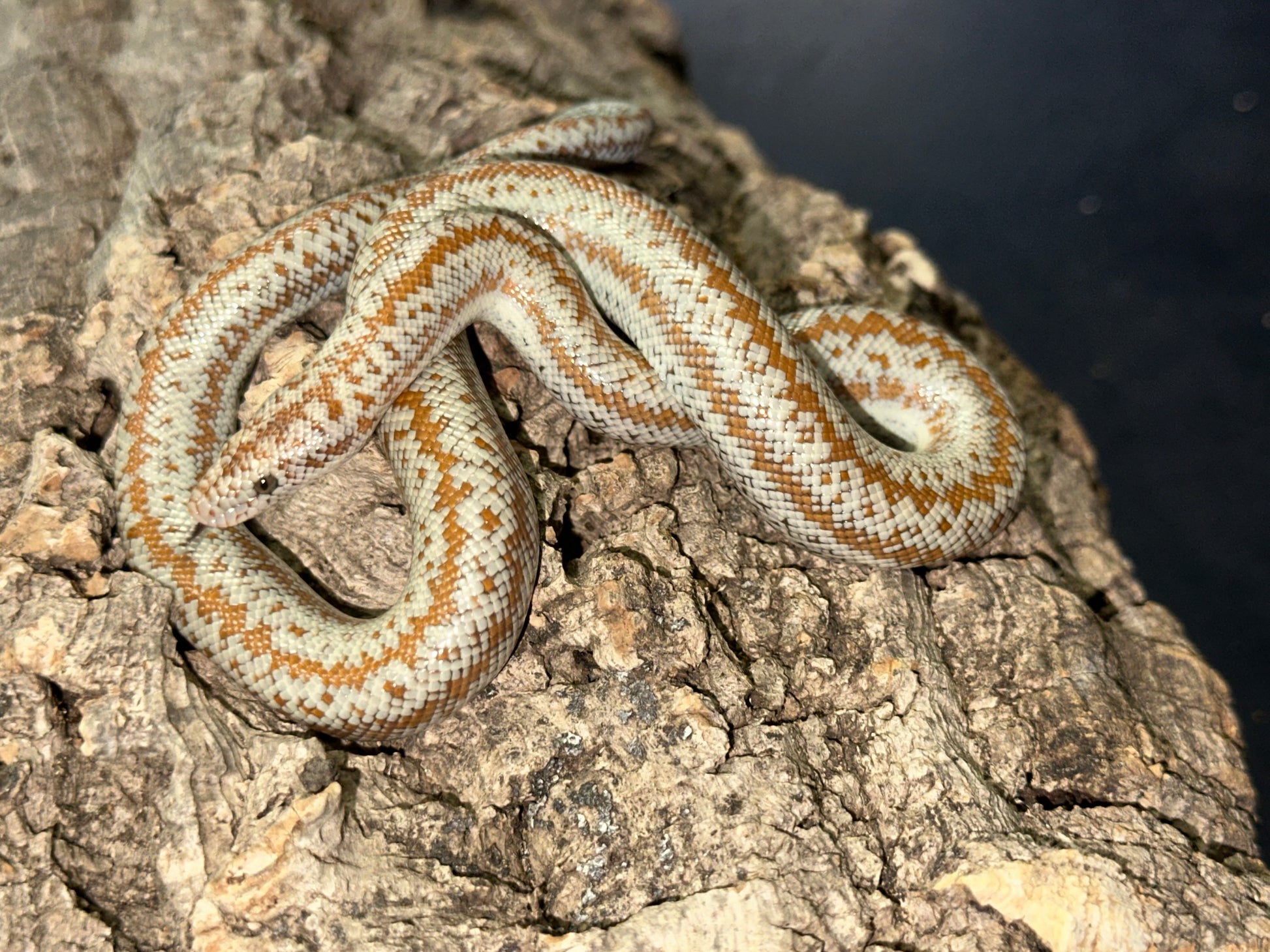 Borrego Rosy Boa