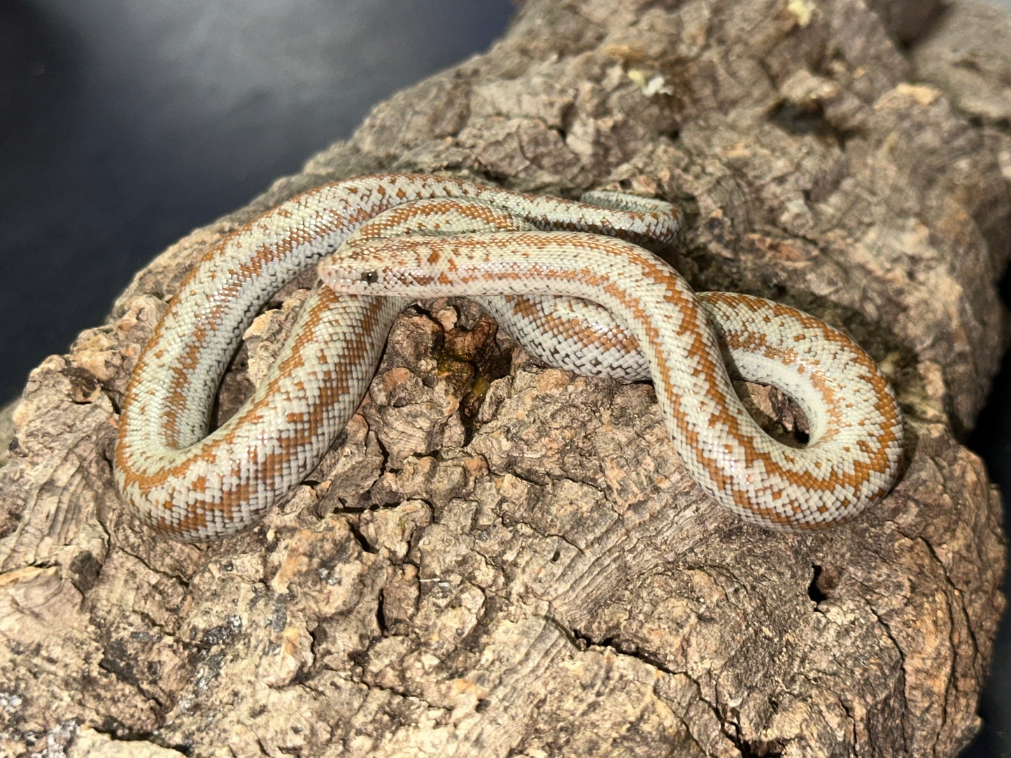 Borrego Rosy Boa