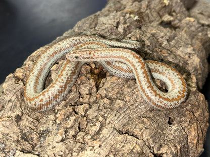 Borrego Rosy Boa