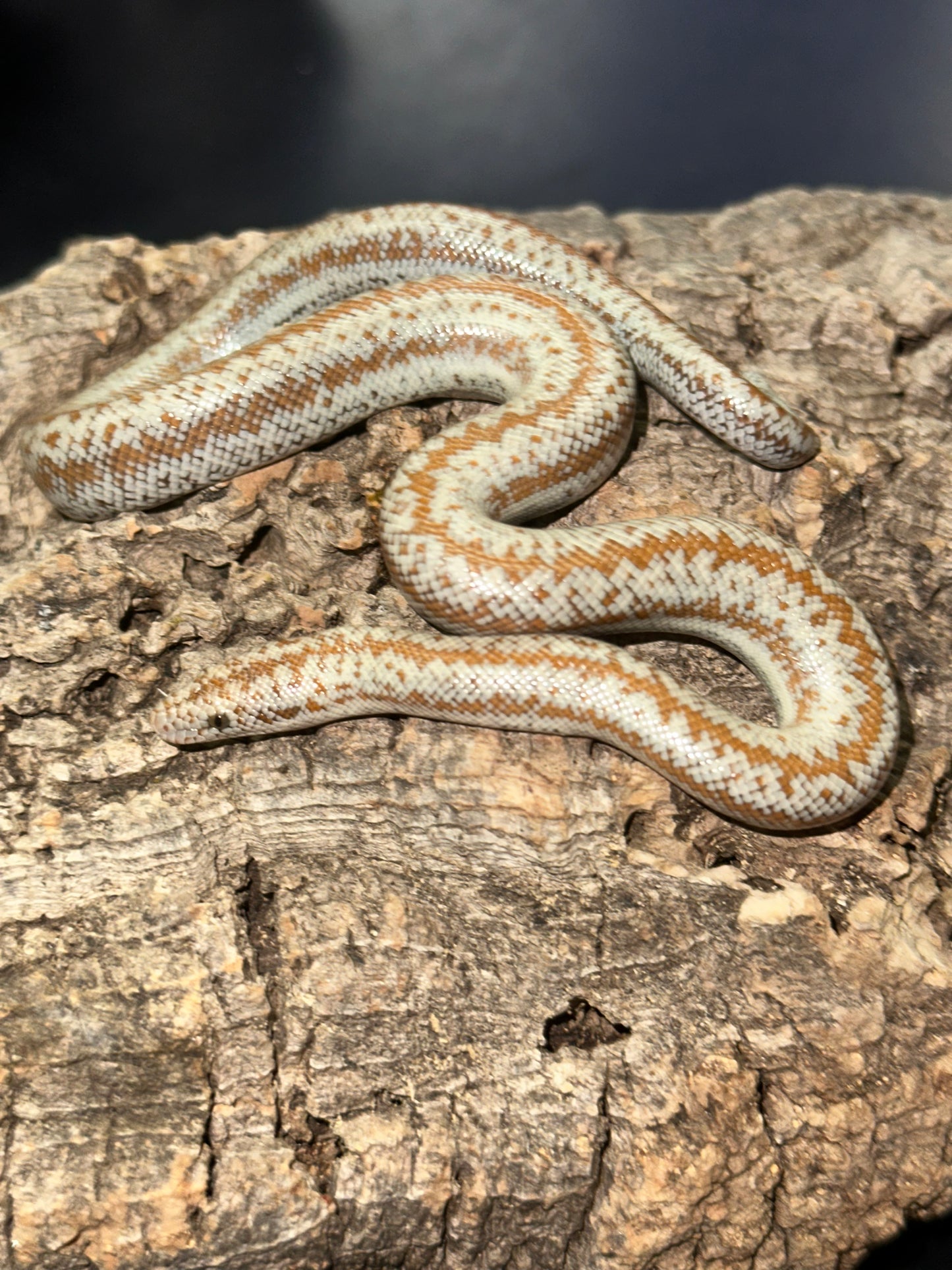 Borrego Rosy Boa