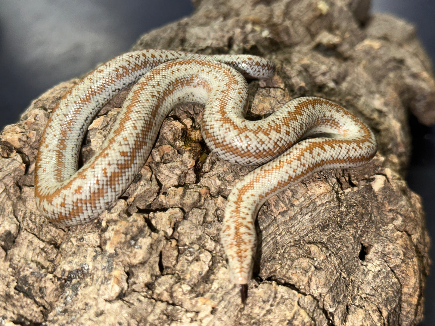 Borrego Rosy Boa