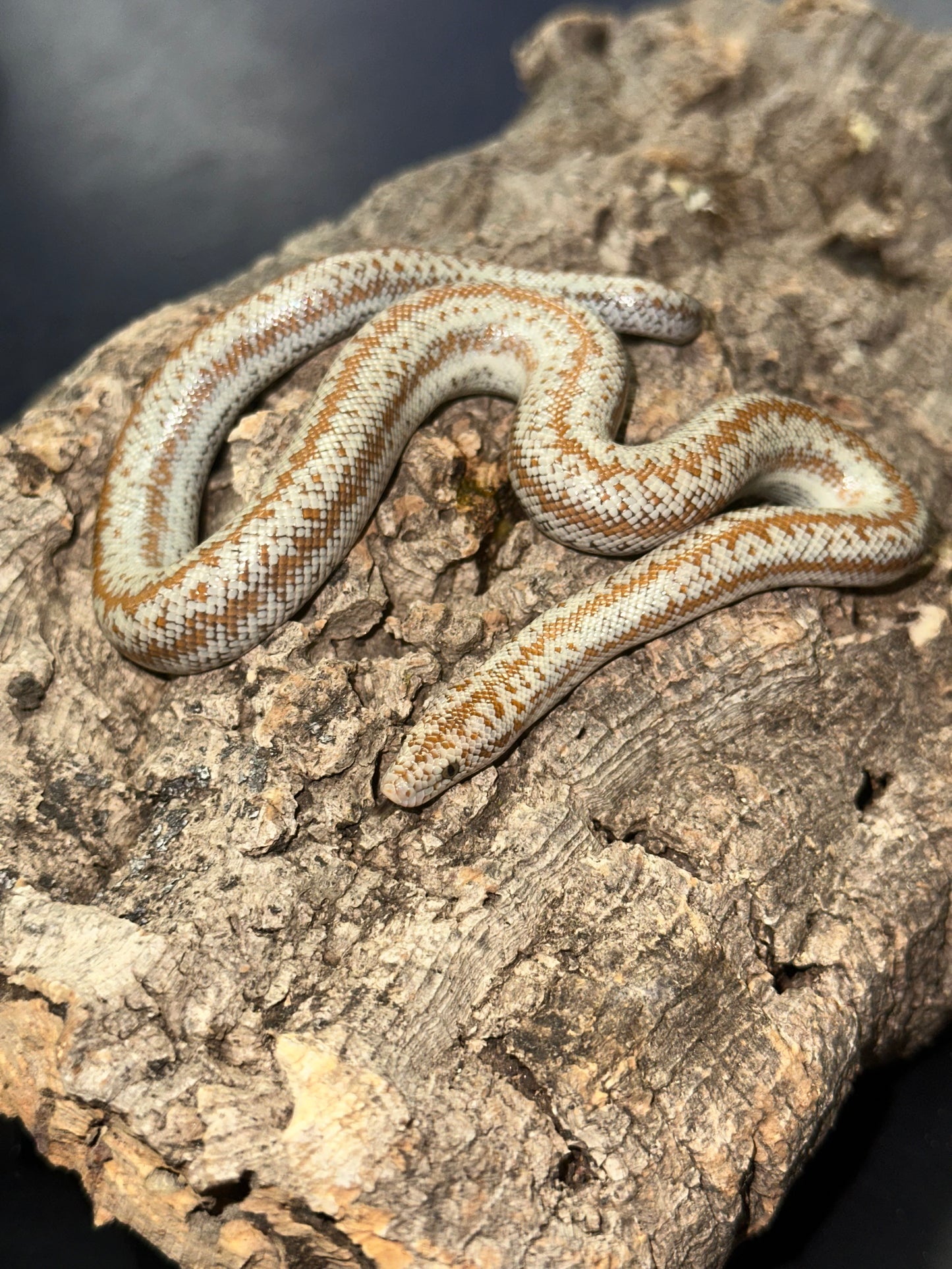 Borrego Rosy Boa