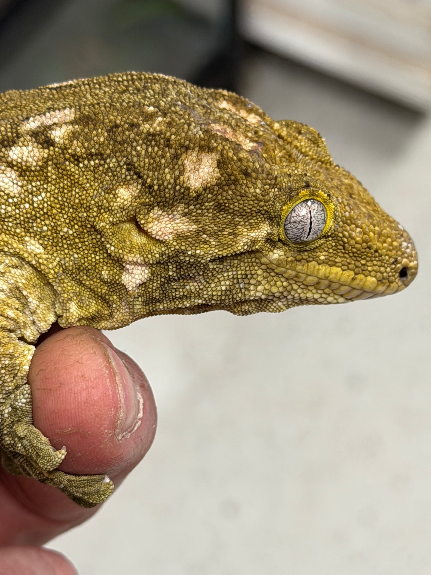 Pure nu Ami - Leachianus Geckos