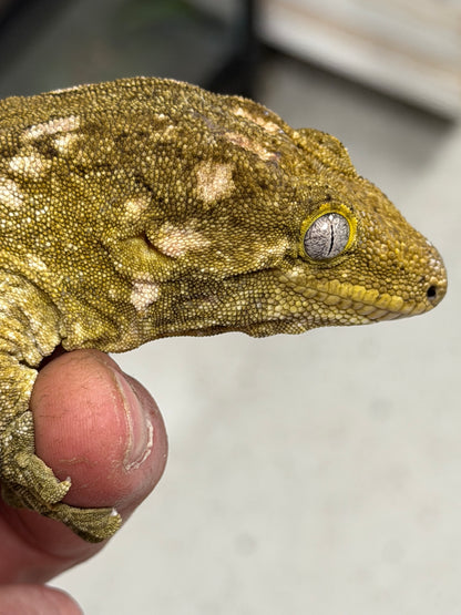 Pure nu Ami - Leachianus Geckos